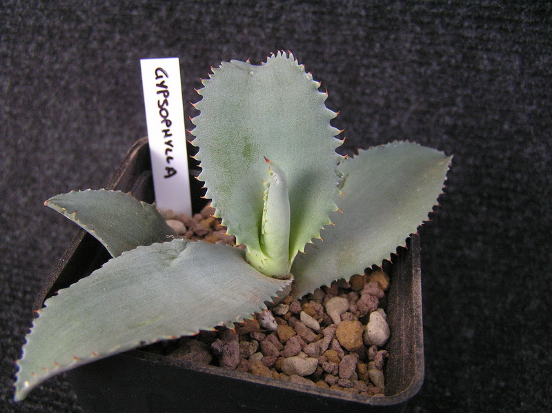 Agave gypsophila 