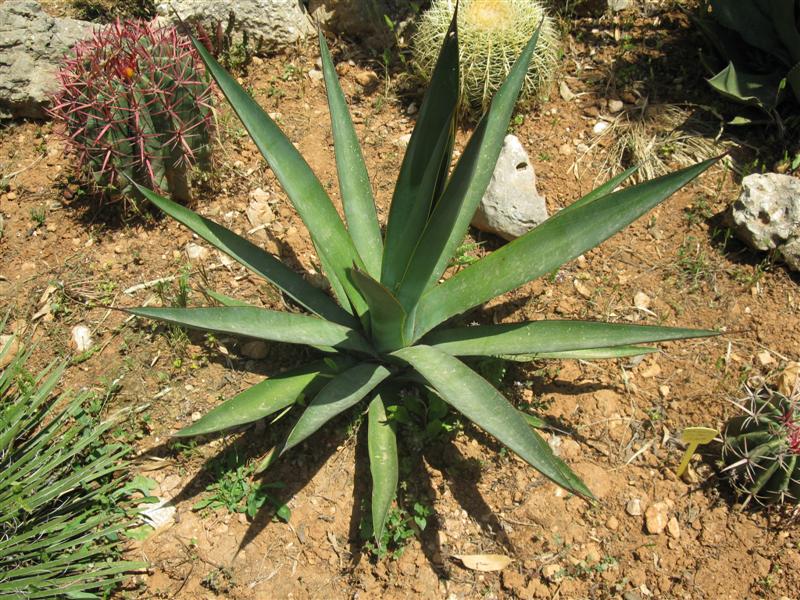 Agave aktites 