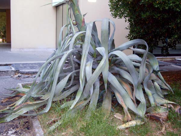 Agave americana 