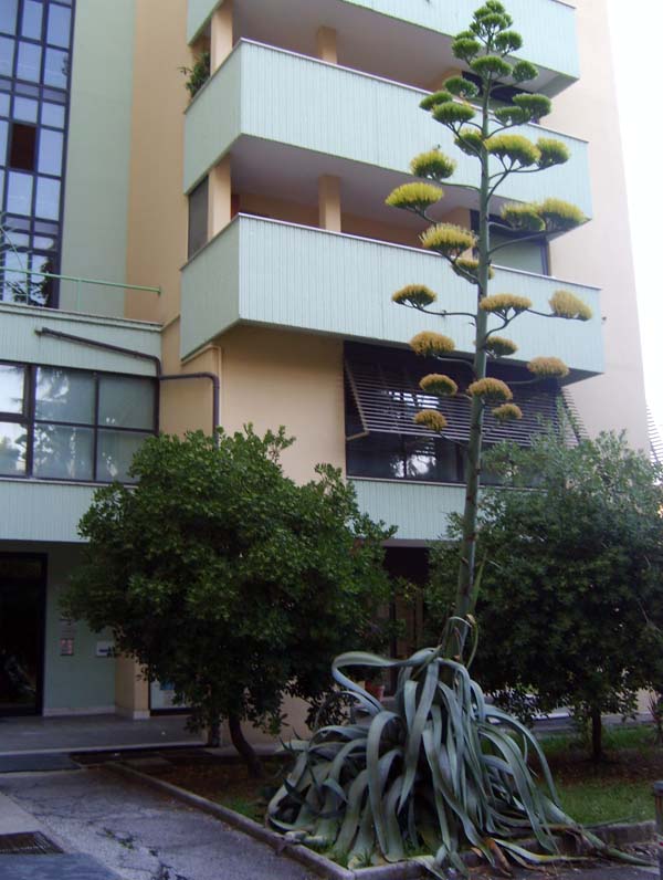 Agave americana 