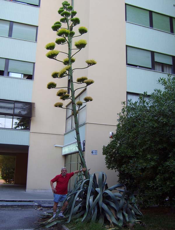 Agave americana 