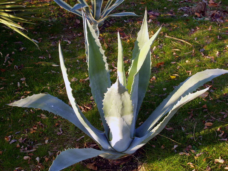 Agave americana 