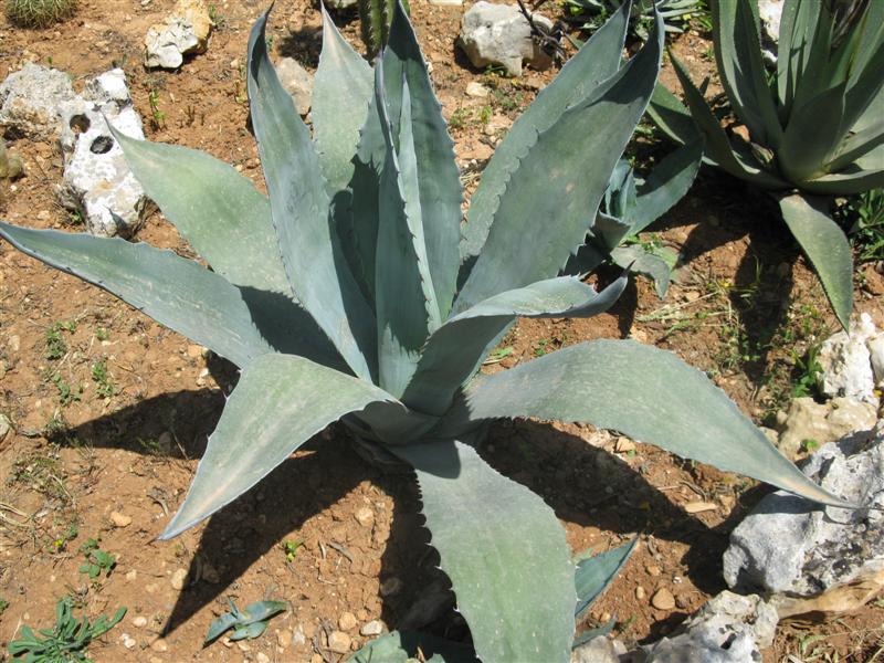 Agave americana 