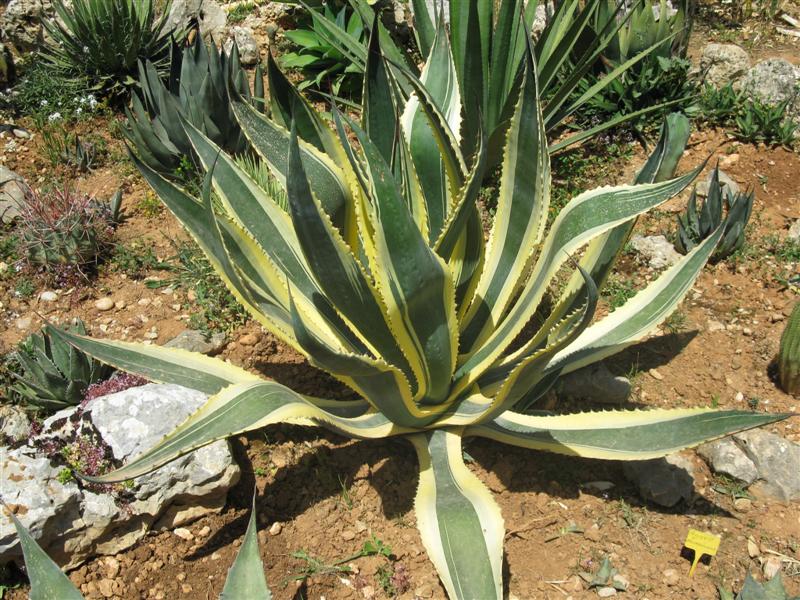 Agave americana v. marginata 