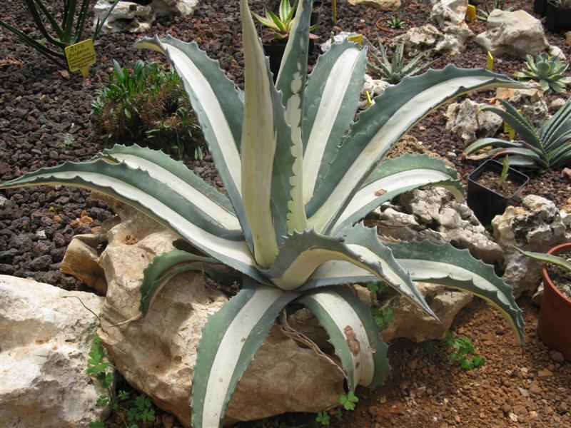 Agave americana cv. medio-picta alba 