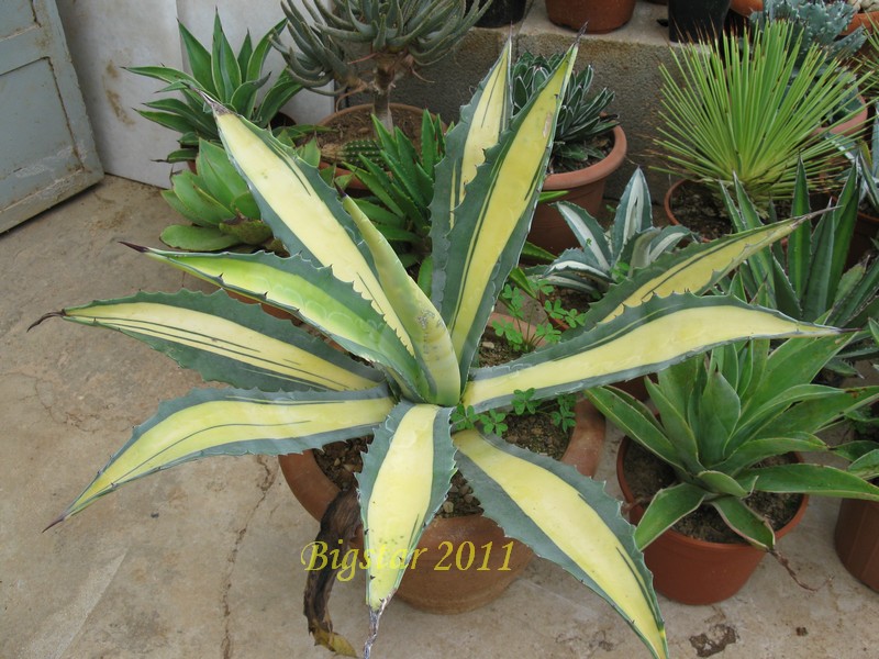 Agave americana cv. medio-picta aurea 