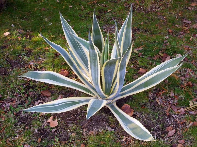 Agave americana v. marginata 