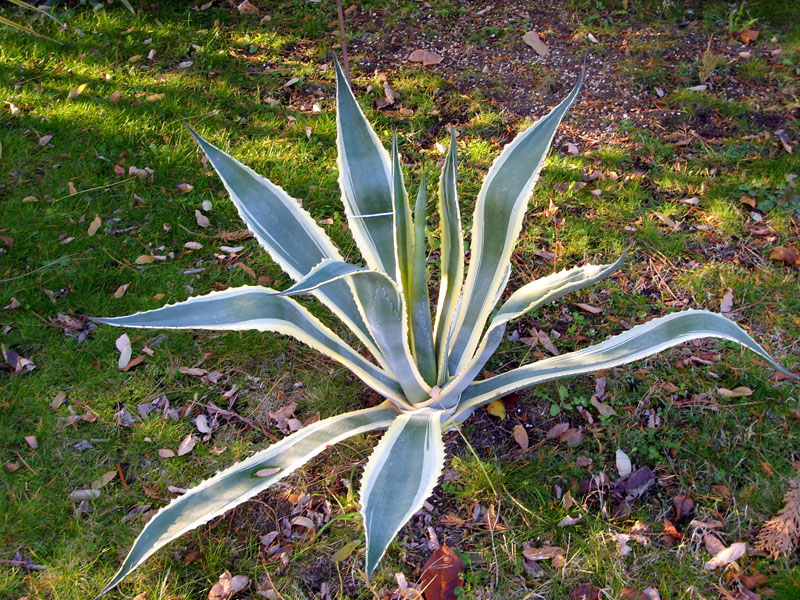 Agave americana v. marginata 