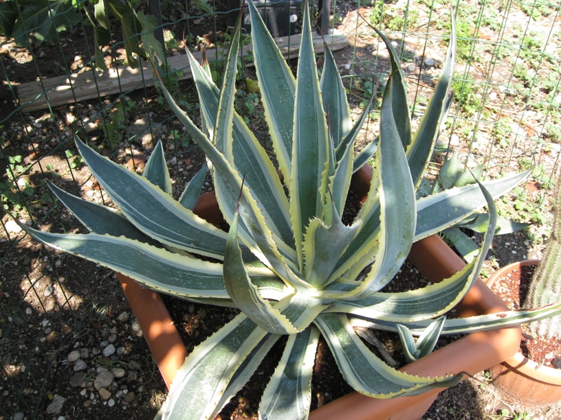 Agave Americana 