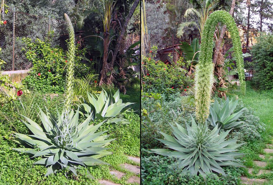 Agave attenuata 