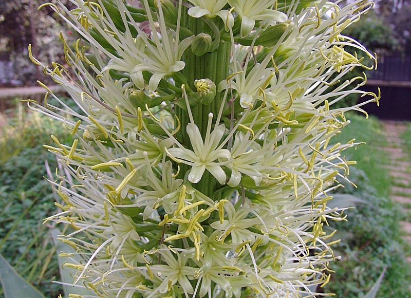 Agave attnuata 
