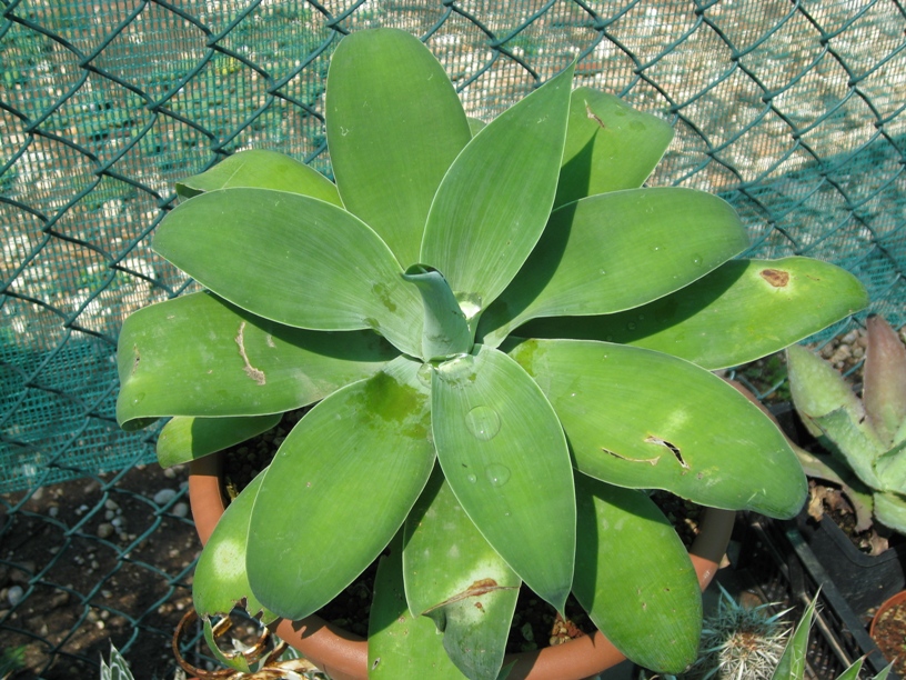 Agave attenuata 