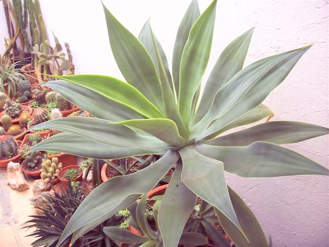 Agave attenuata 