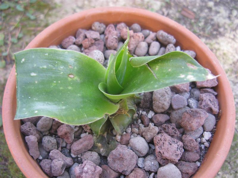 Agave attenuata 