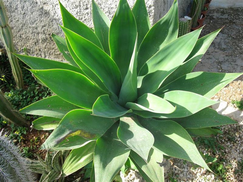 Agave attenuata 