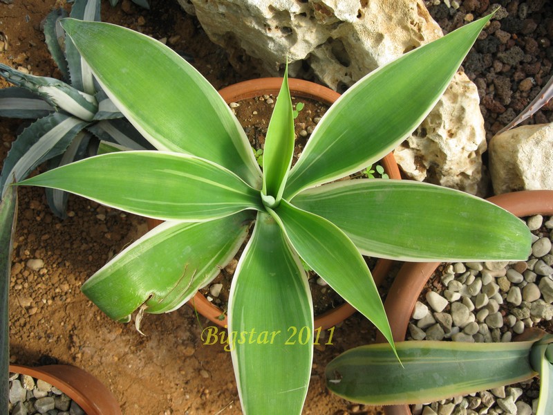 Agave attenuata v. variegata 