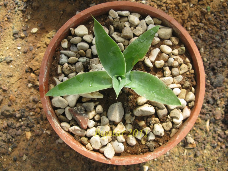 agave cv. blue flame marginata