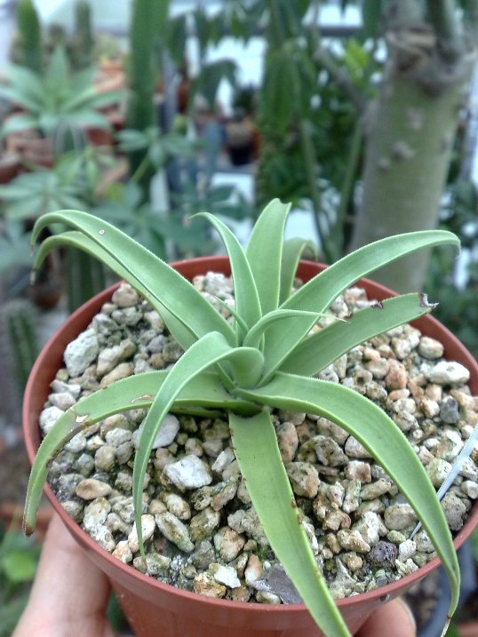 Agave bracteosa 