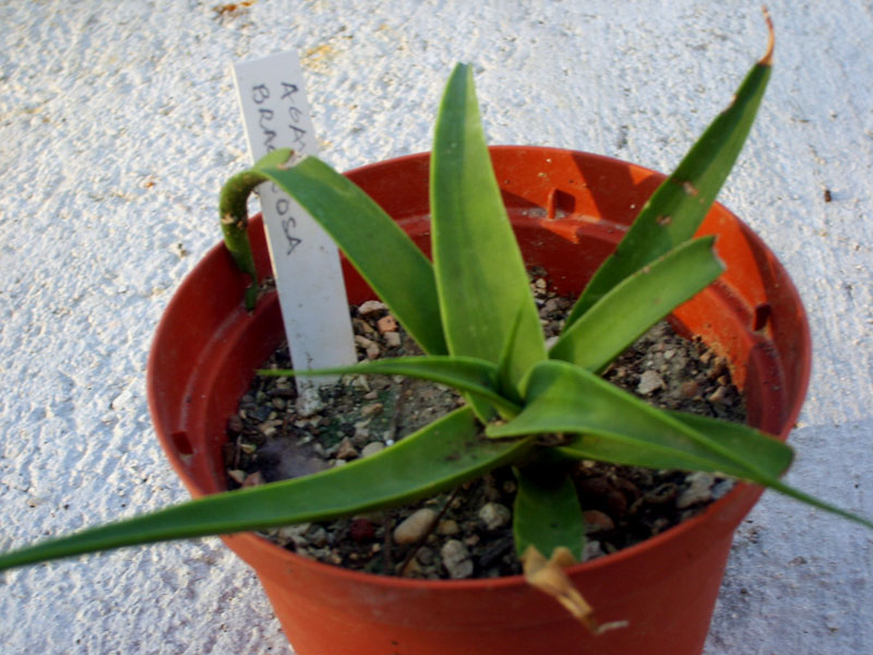 Agave bracteosa 