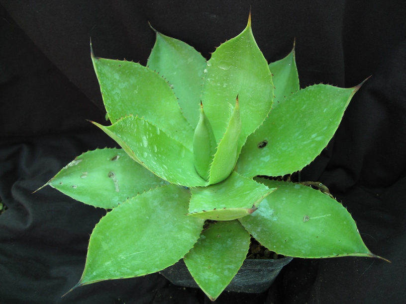 Agave Celsii 