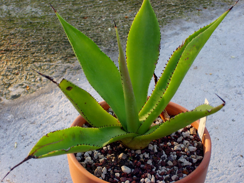 Agave celsii 