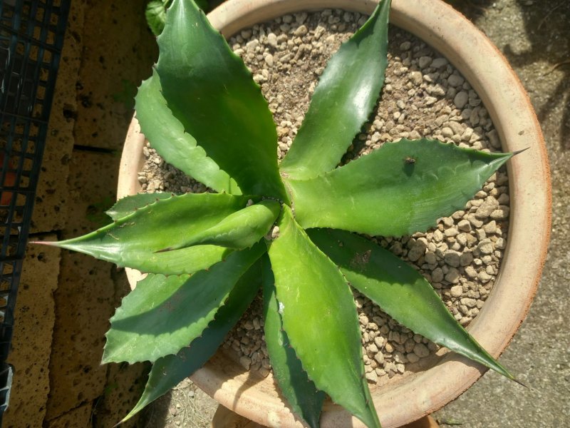 Agave chiapensis 