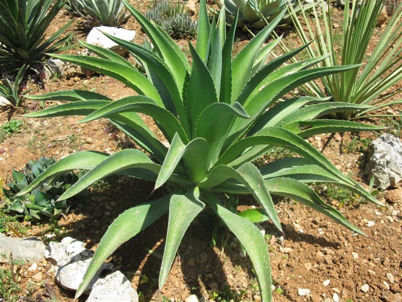 Agave desmettiana 