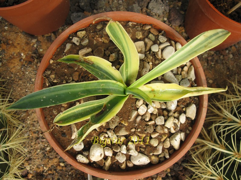 agave desmettiana f. variegata