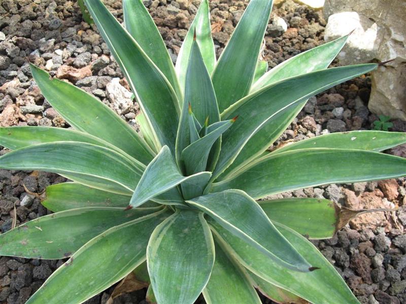 Agave desmettiana 