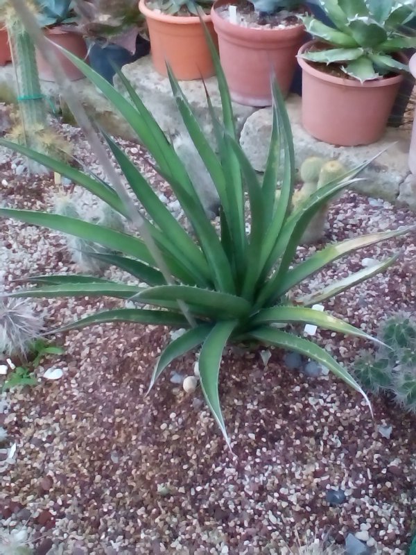 agave difformis