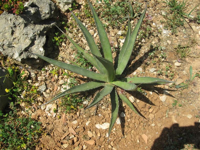 Agave difformis 