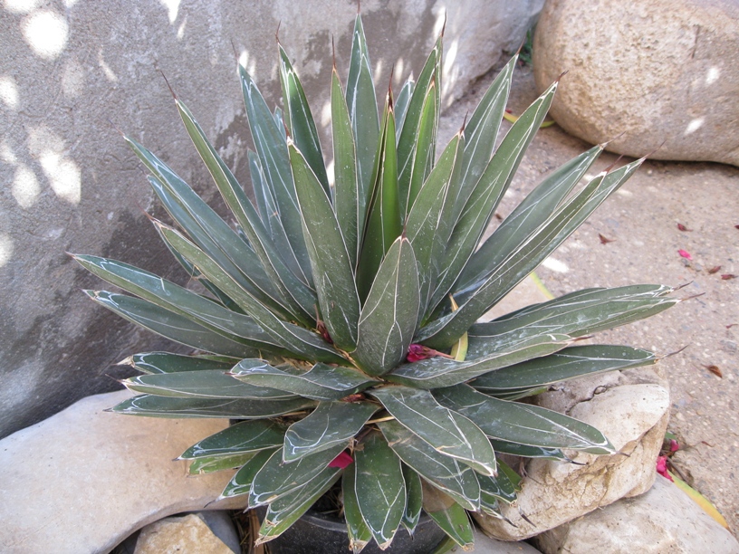 Agave ferdinandi-regis 