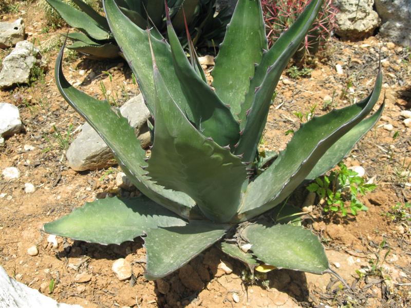 Agave ferox 