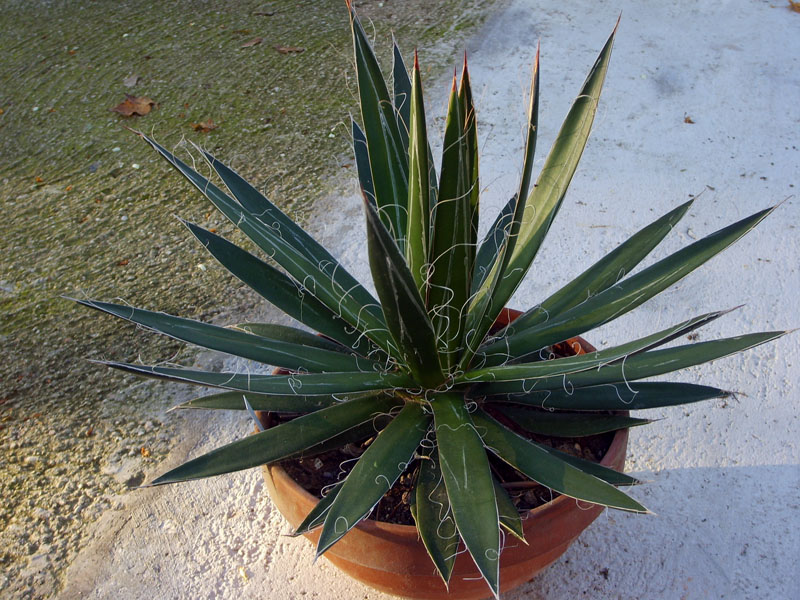 Agave filifera 