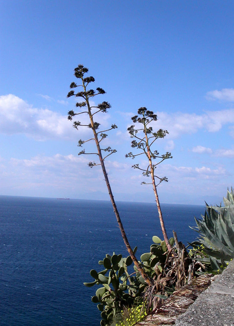 Agave americana 