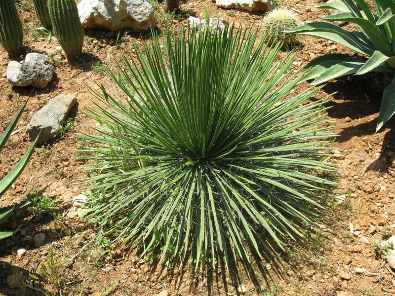 Agave geminiflora 