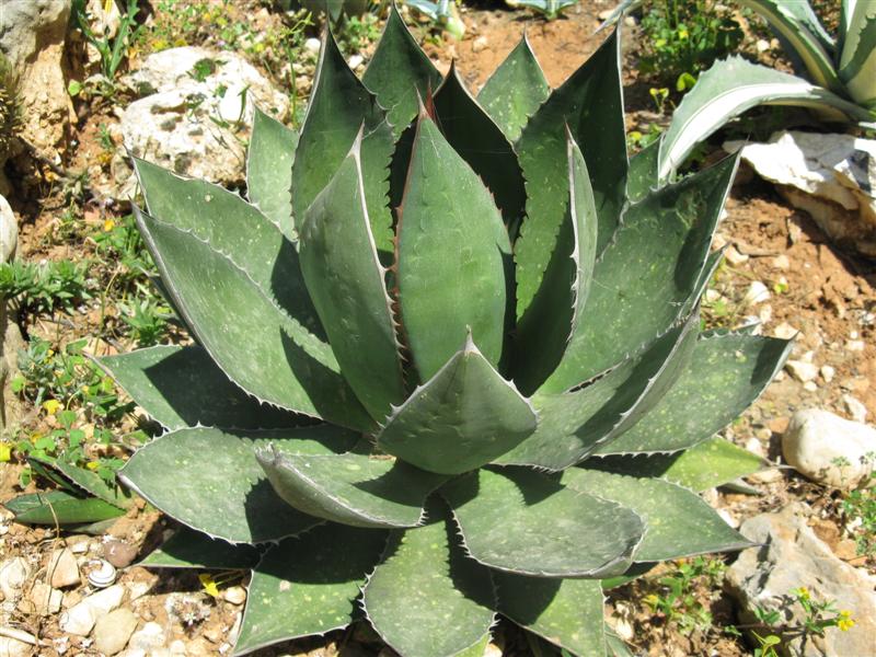 Agave ghiesbreghtii 