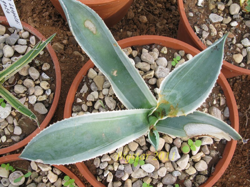 Agave gipsophyla v. marginata 