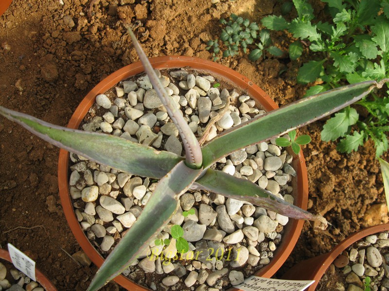 Agave guiengola cv. medio-picta 