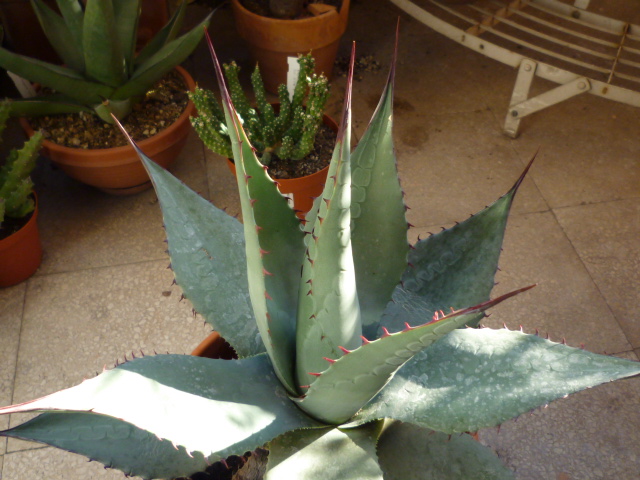 Agave havardiana 