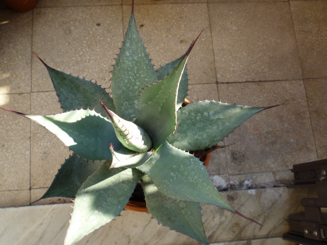 Agave havardiana 