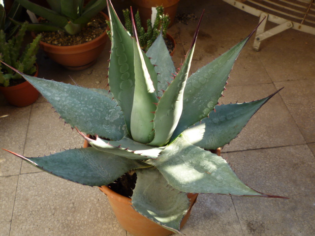 Agave havardiana 