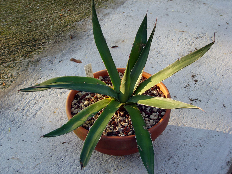 Agave horrida ssp. perotensis 