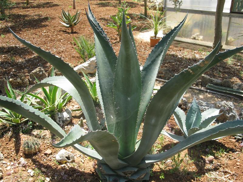 Agave ingens 