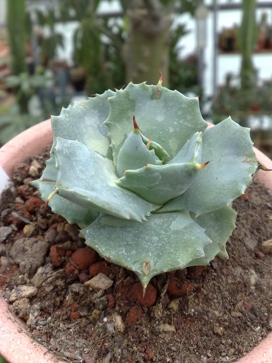 Agave isthmensis cv. Shoji-Raijin 