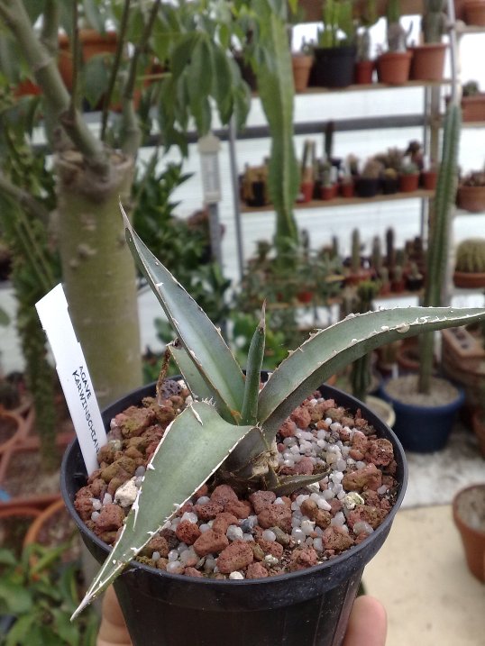 Agave karwinschiana 