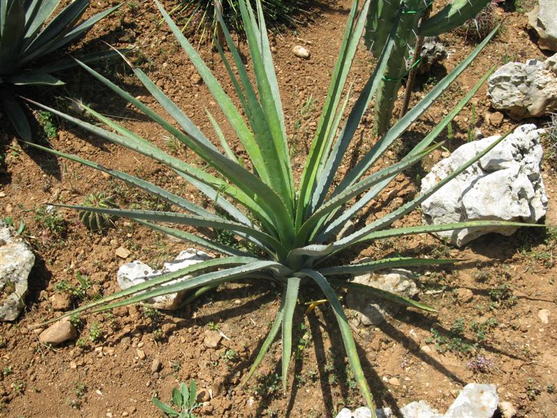 Agave karwinskii 