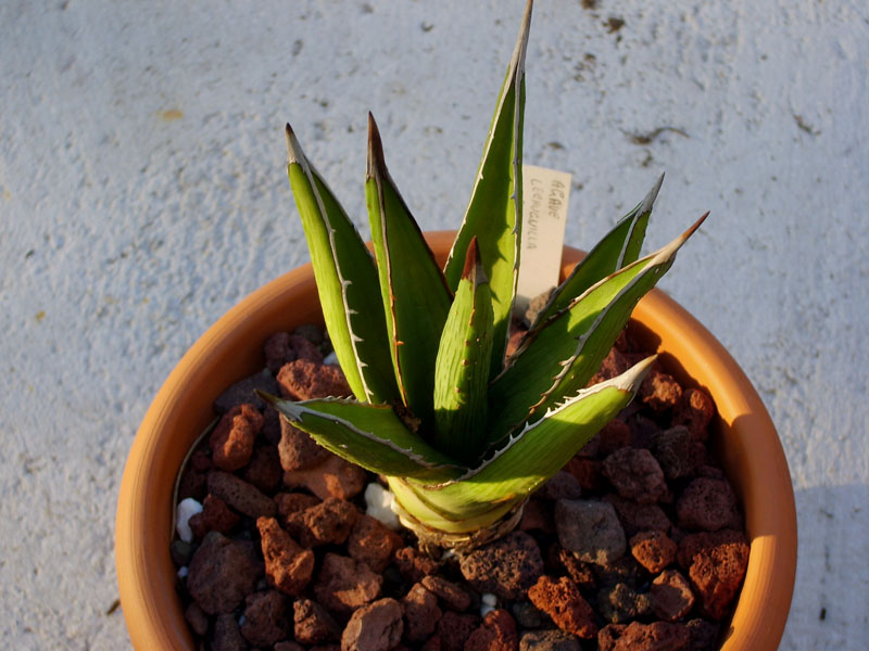 Agave lechuguilla 