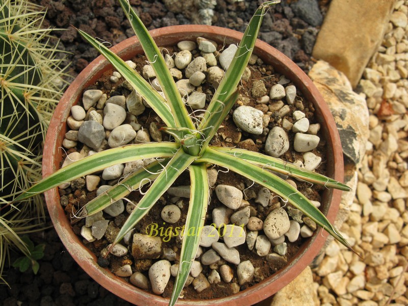 Agave leopoldii v. variegata 