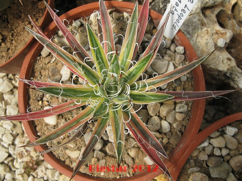 Agave leopoldii 